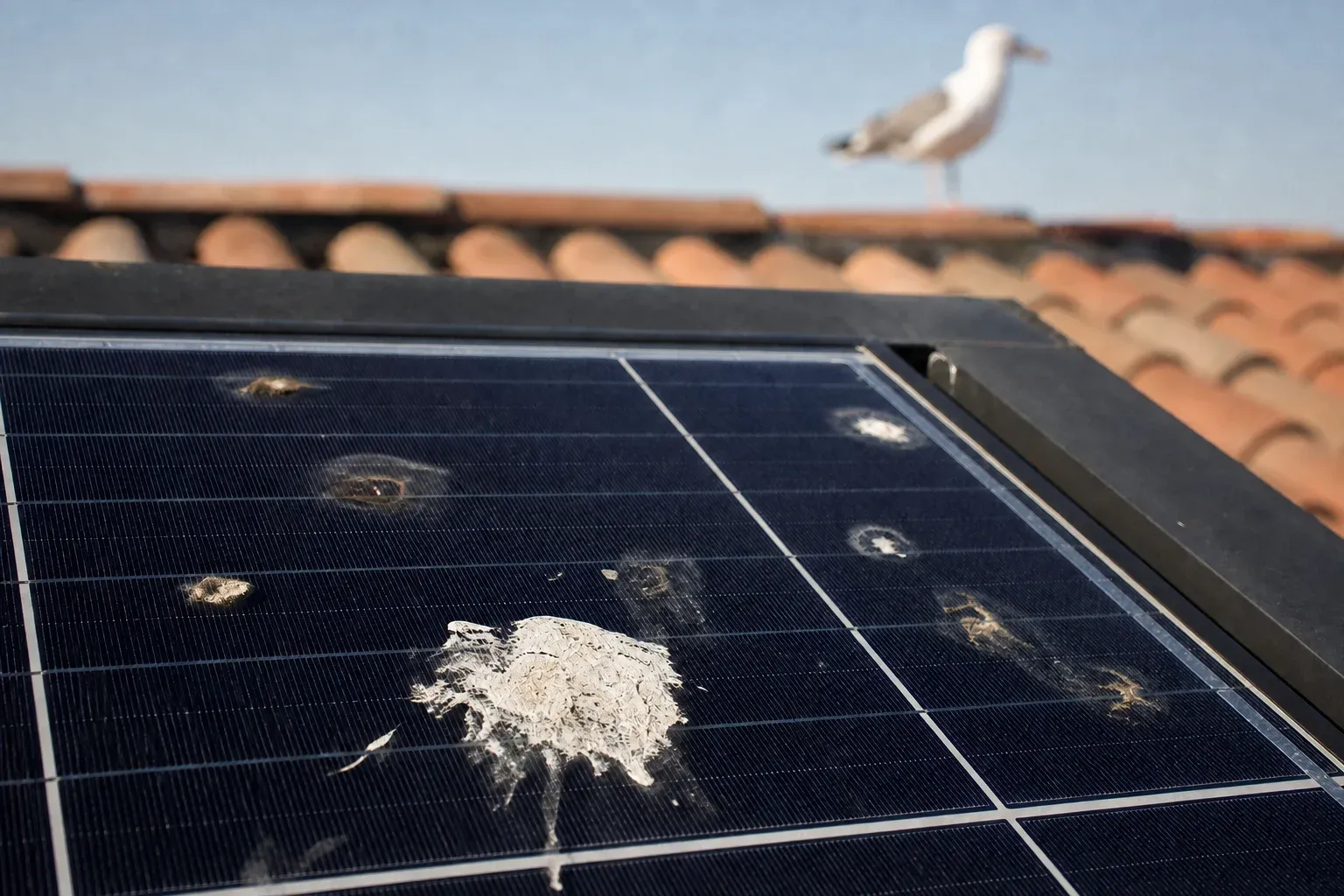 Dried seagull droppings baked onto a rooftop solar panel on a tile-roof home, one large white crust and several smaller stained spots, a gull perched out of focus on the roof ridge behind